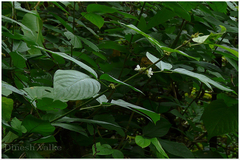 Desmodium triangulare var. congestum